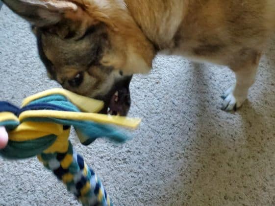 A German Shepherd looking at a tug toy.