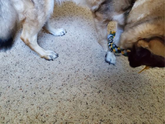 A German Shepherd playing with a tug toy by herself.