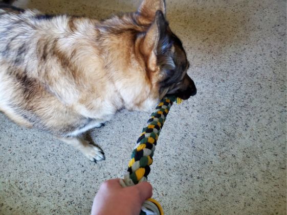 A German Shepherd pulling on tug toy.