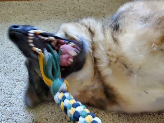 German Shepherd showing her teeth while biting a tug toy.