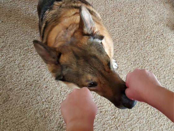 German shepherd sniffing a closed fist.