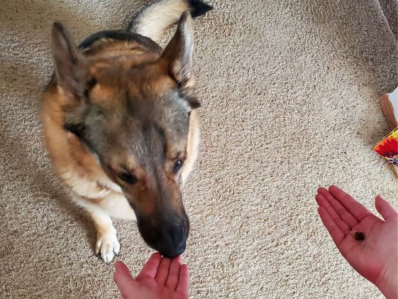 German Shepherd sniffing open hands, one with a treat and one without.