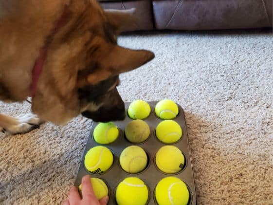 A German Shepherd sniffing a muffin tin game with a hand grabbing one tennis ball.