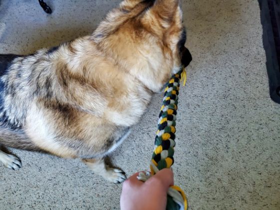 A German Shepherd tugging on tug toy.