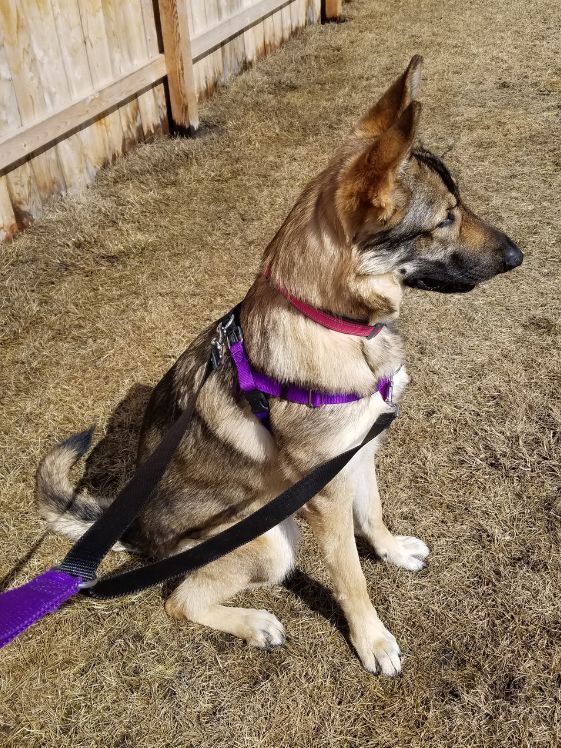German shepherd wearing a freedom harness.
