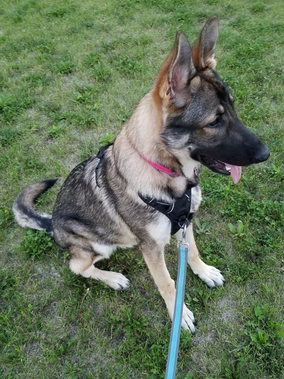 German shepherd wearing a rabbitgoo harness.