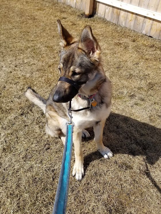 German shepherd wearing a head halter.