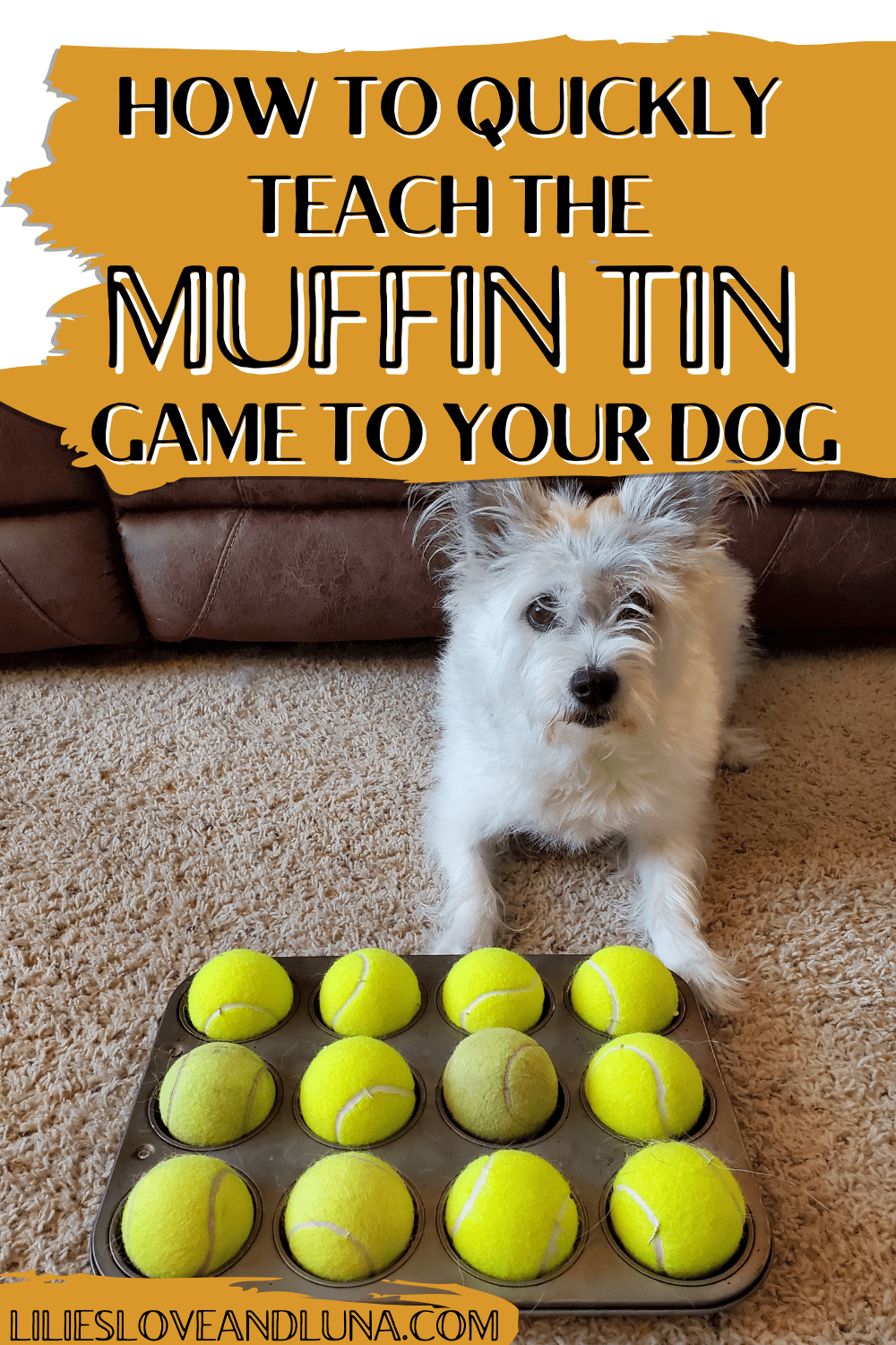 Pin image for how to quickly teach the muffin tin game to your dog with a white dog next to a muffin tin with tennis balls in the muffin cups.