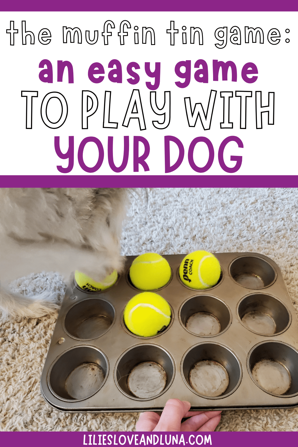 Pin image for the muffin tin game: an easy game to play with your dog with a small white dog pawing a tennis ball in a muffin tin.