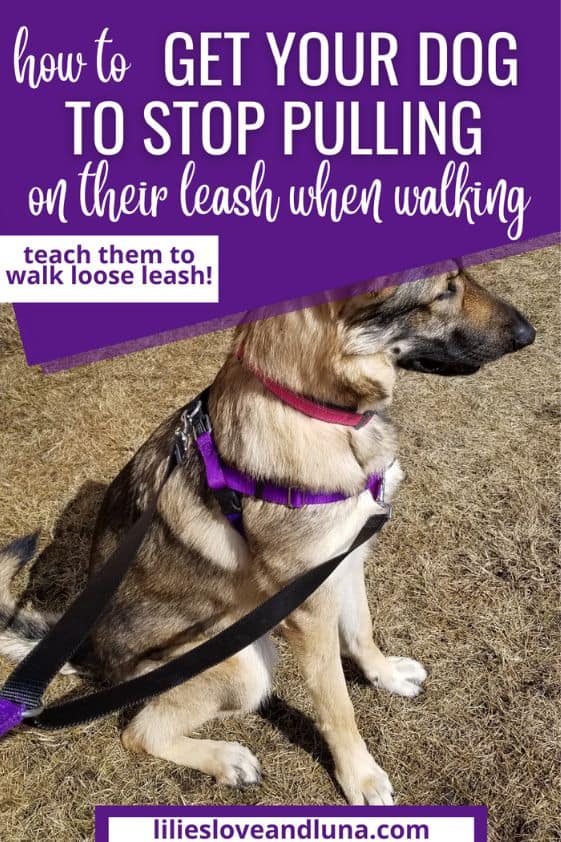 Pin image for how to get your dog to stop pulling on their leash with a German shepherd wearing a harness.