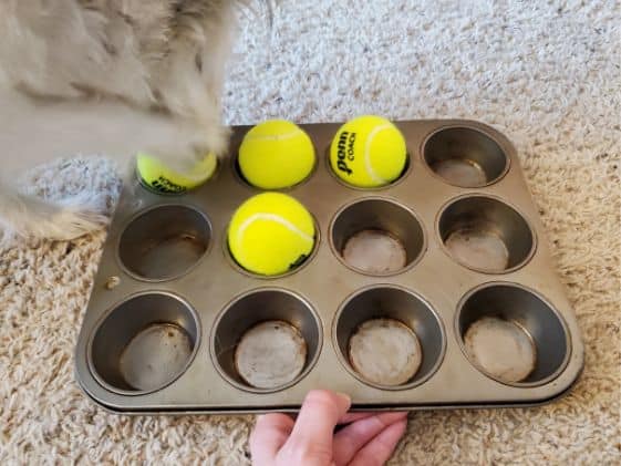 A small dog pawing a tennis ball in a muffin tin.