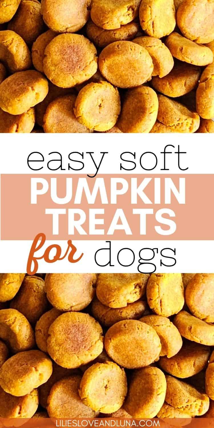 A close-up image of circular, soft, baked pumpkin treats for dogs, labeled as "easy soft pumpkin treats for dogs."