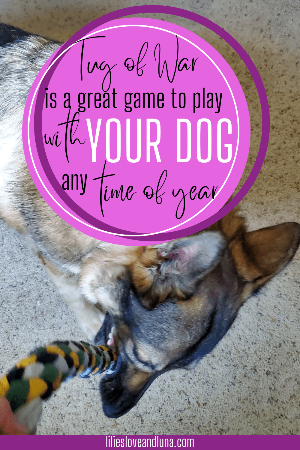 Pin image for tug of war a great game to play with your dog with a German Shepherd grabbing a tug toy.
