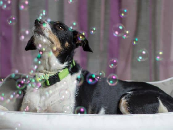 A dog laying down surrounded by bubbles in the air.