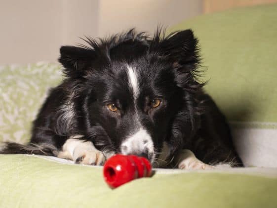 A dog sniffing a Kong toy.