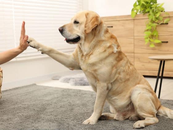 A dog with their paw touching a hand.