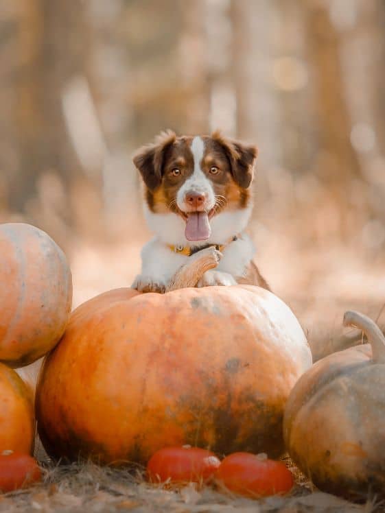 A dog standing behind a pumpkin.