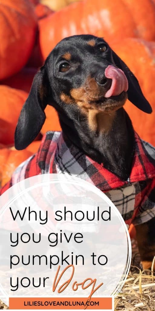 A dachshund wearing a plaid shirt is playfully licking its lips in front of a backdrop of pumpkins, highlighting the topic of pumpkin benefits for dogs.