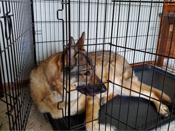 A German Shepherd laying in a wire crate with two open doors.