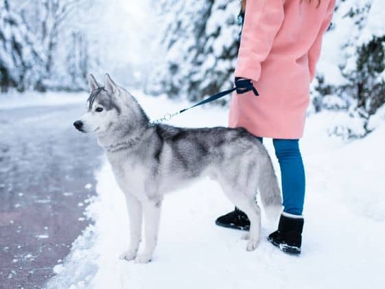 A husky standing in the snow next to a lady wearing a pink coat.