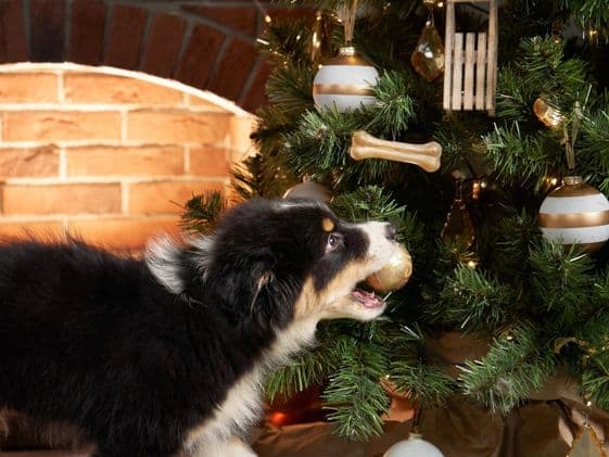 A dog biting an ornament on a Christmas tree.
