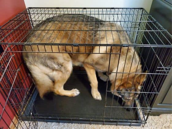 A German Shepherd in a wire crate that is way too small for her.