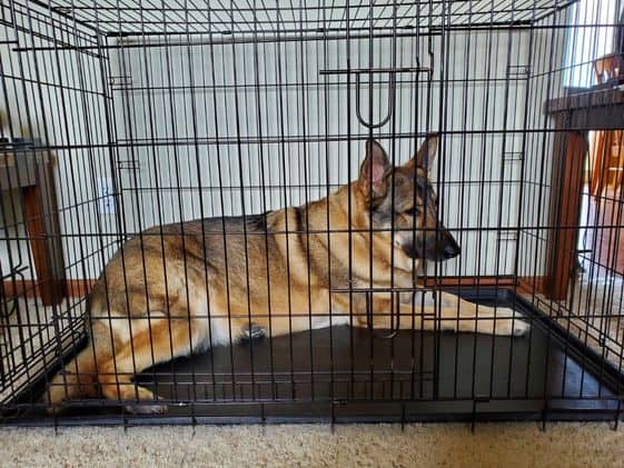 A German Shepherd laying down in a wire crate.