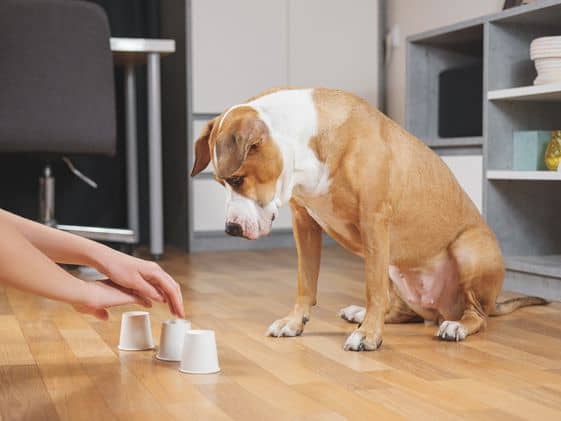 A dog looking at three cups set up for the shell game.