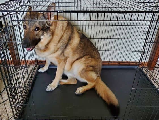 A German Shepherd sitting in a wire crate.