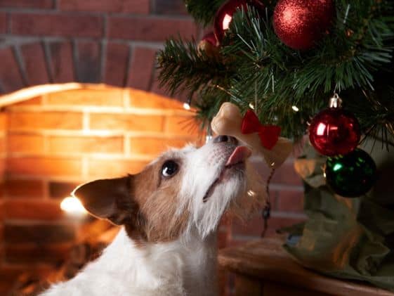 A dog licking a dog treat ornament on a Christmas tree.