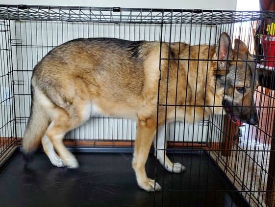 A German Shepherd standing in a wire crate.