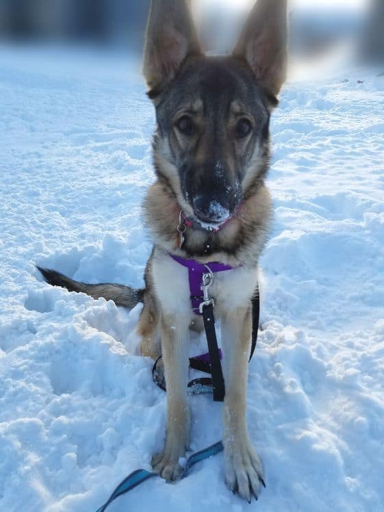 A German shepherd sitting in the snow.