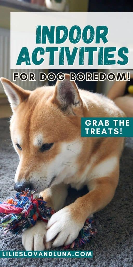 A dog is focused on playing with a colorful rope toy on a gray carpet, accompanied by text suggesting indoor activities to prevent dog boredom.