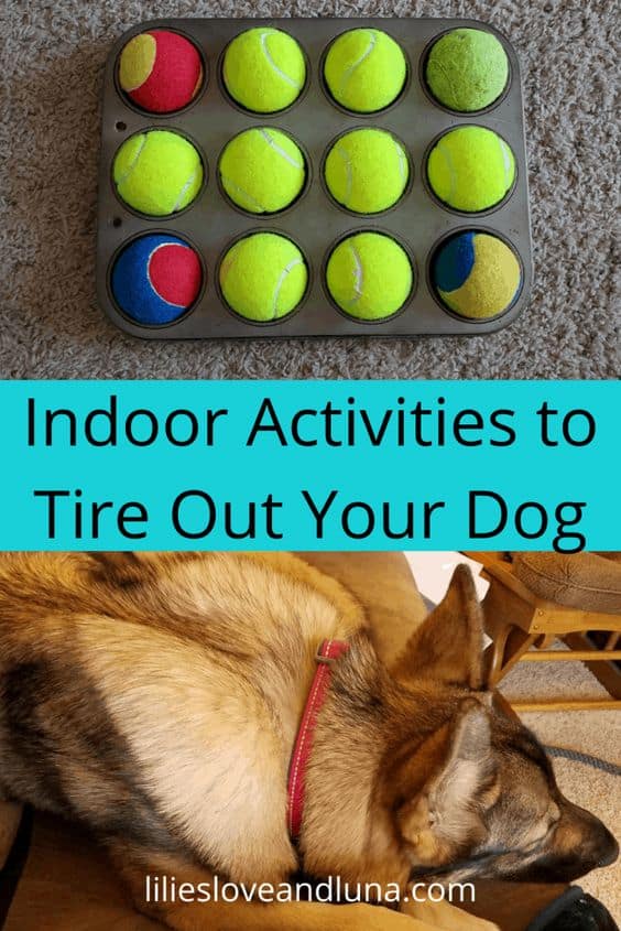 Pin image for indoor activities to tire out your dog with an image of tennis balls in a muffin tin above the image of a sleeping German Shepherd.