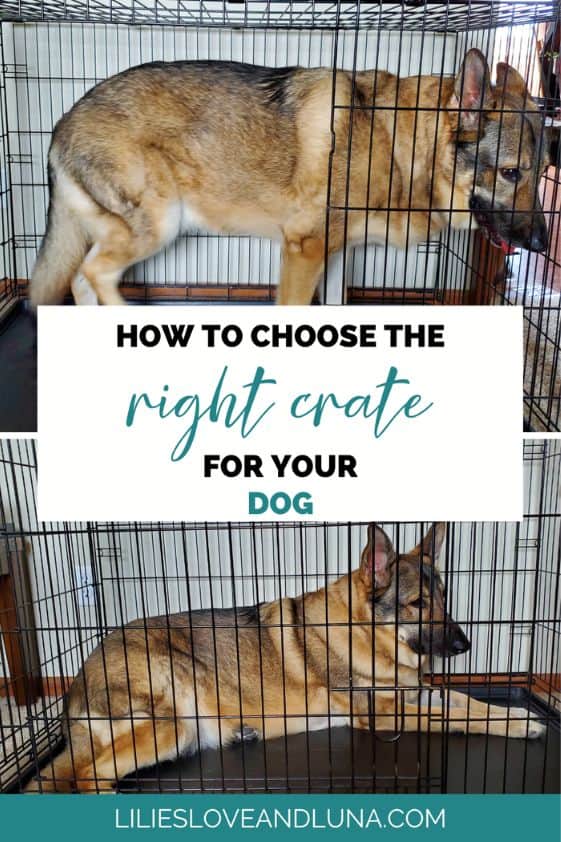 Pin image for how to choose the right crate for your dog with a German shepherd laying down in a wire crate and another standing in a wire crate.