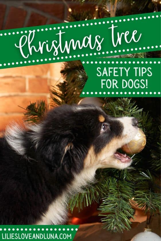 Pin image for Christmas tree safety tips for dogs with a dog biting a Christmas tree ornament.