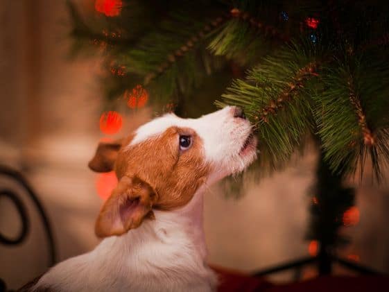 A puppy biting a branch on a Christmas tree.