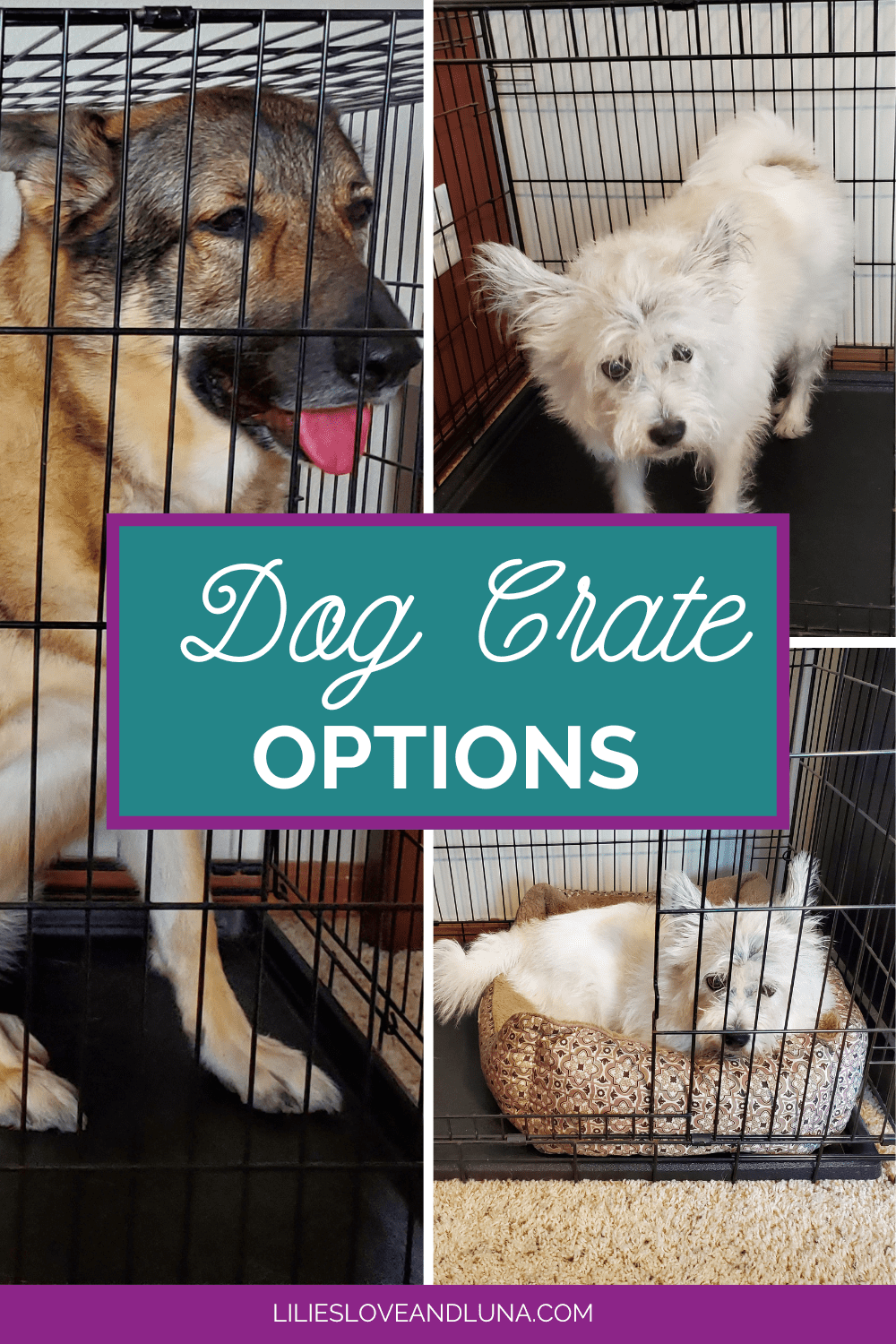 Pin image for dog crate options with a German shepherd in a wire crate an a small white dog lying in a dog bed in a crate.