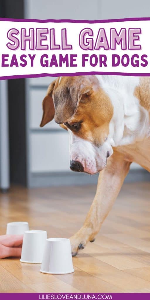 Pin image for shell game - easy game for dogs with a picture of a dog looking at 3 upside down cups.