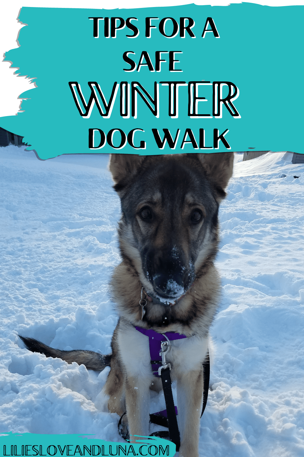 Pin image for tips for a safe winter dog walk with a German Shepherd sitting in the snow.