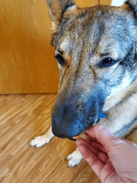 A German Shepherd eating a frozen applesauce dog treat.