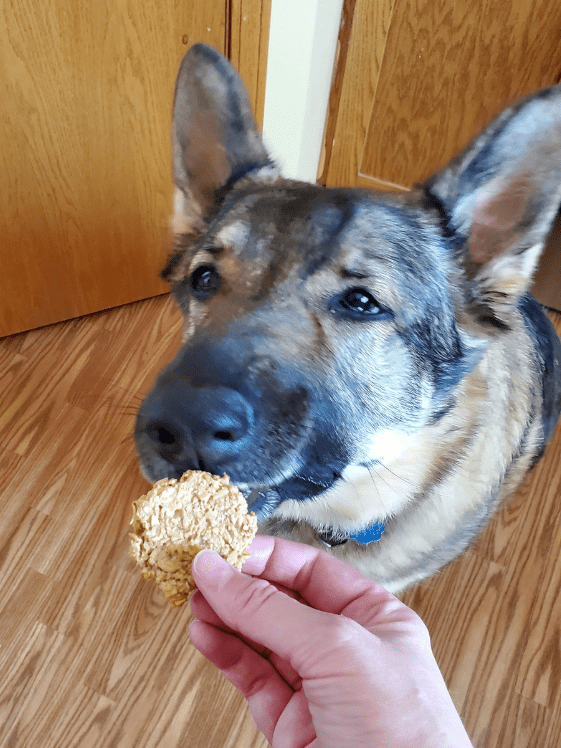 A German Shepherd sniffing an oatmeal applesauce dog treat.