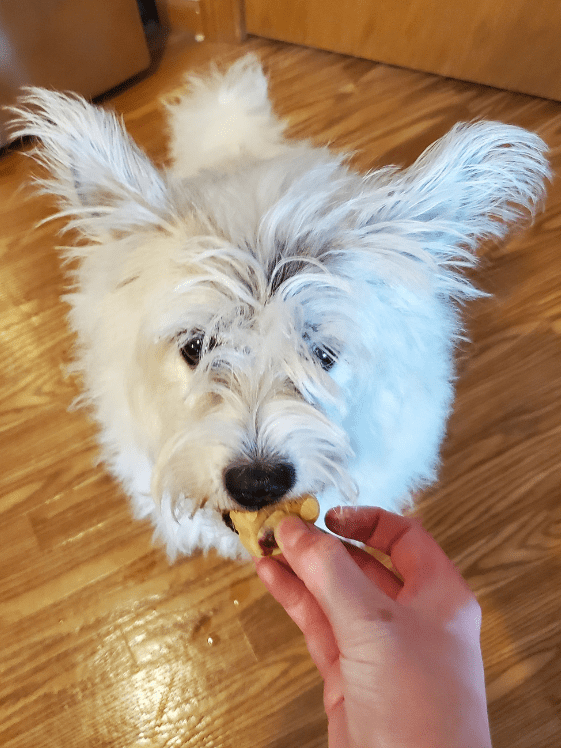A poodle terrier eating a frozen applesauce dog treat.