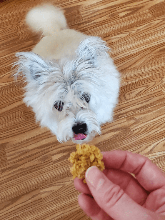A Poodle Terrier looking at an oatmeal applesauce dog treat while licking her mouth.