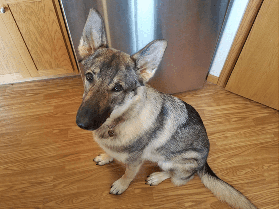 A German Shepherd begging in the kitchen.