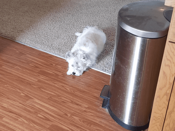 A poodle terrier laying down pouting.