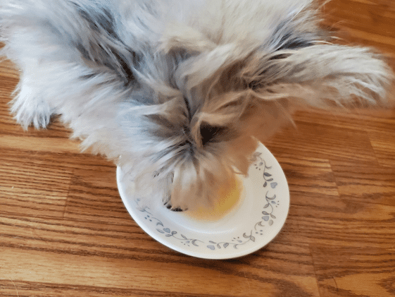 A poodle terrier licking a plate with applesauce on it.