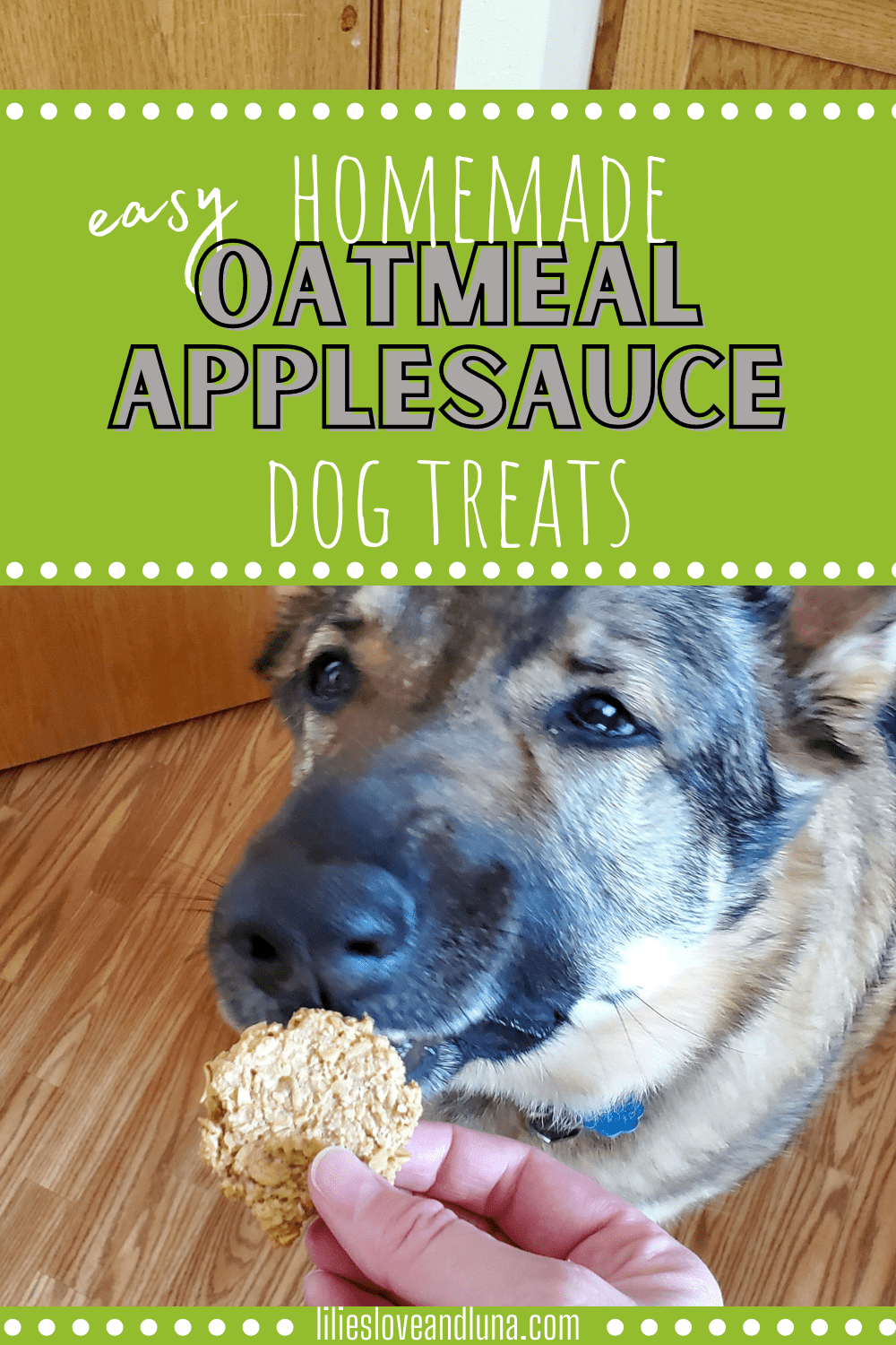 Pin image for easy homemade oatmeal applesauce dog treats with a German Shepherd sniffing a treat.