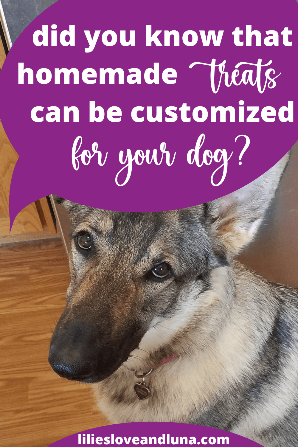 Pin image for ultimate guide to dog treats with a German Shepherd begging.