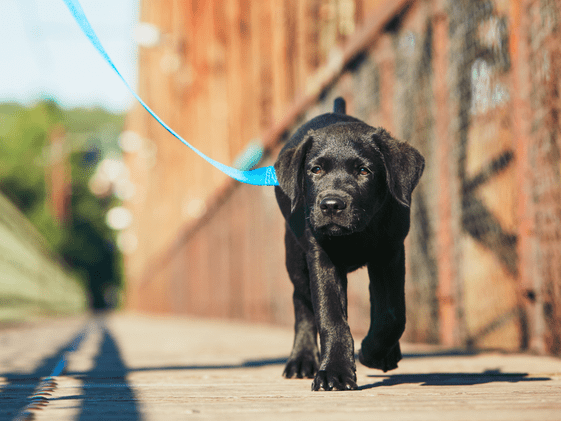 A dog walking with a loose leash.